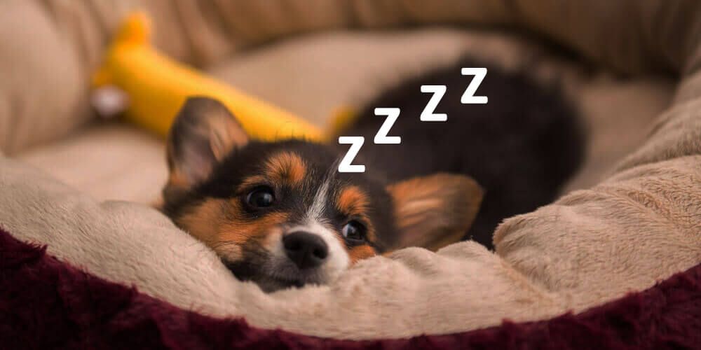 How To Get My Puppy To Sleep Longer At Night